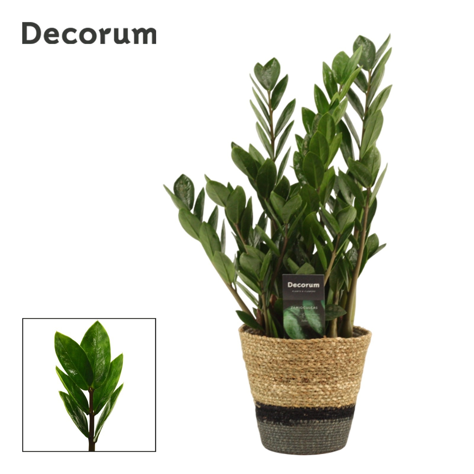 Zamioculcas Lima 12 cm Decorum 35 cm, 5+ veren, D 12