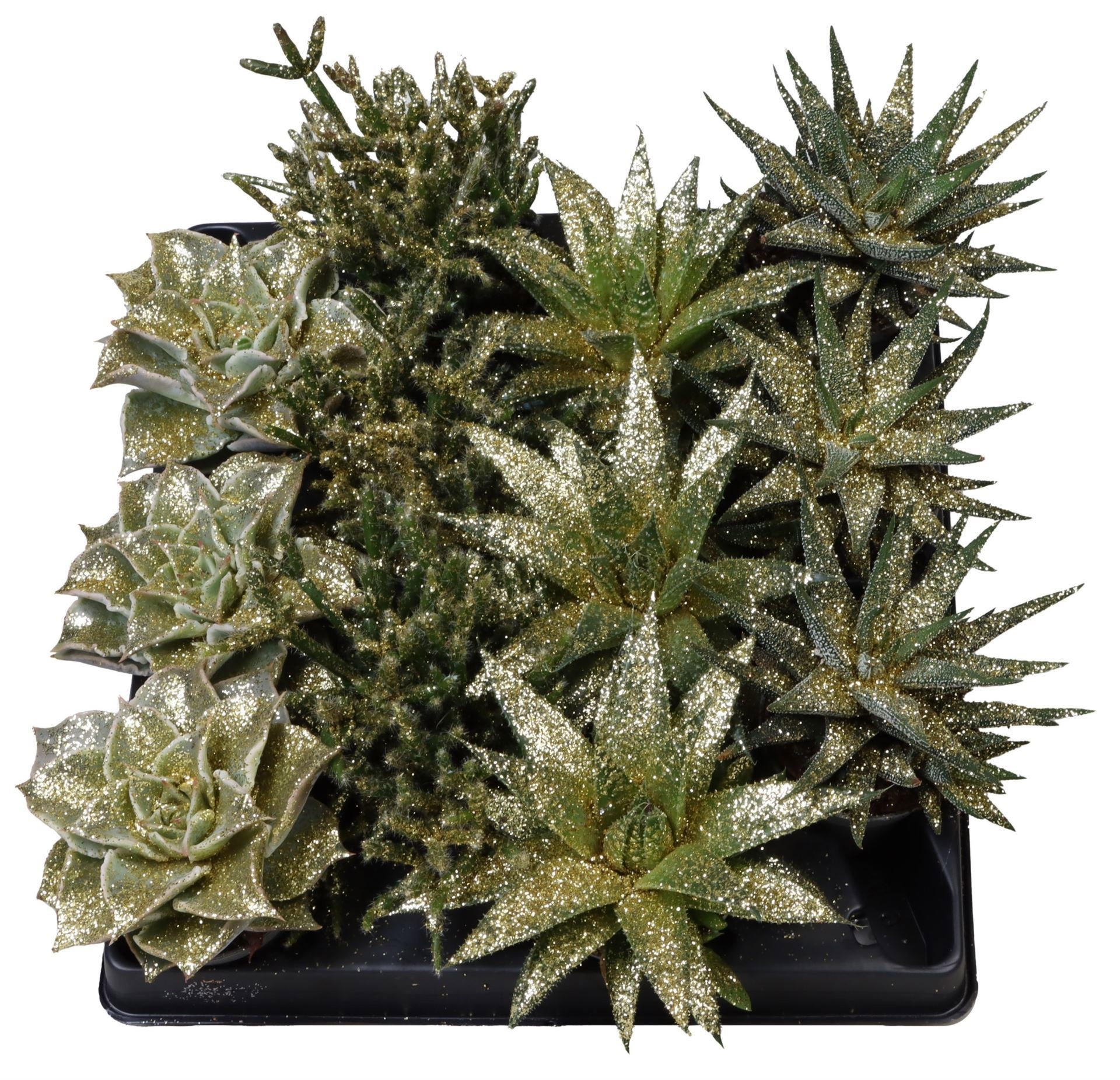 Succulent Mix Gold Glitter, D 6 cm