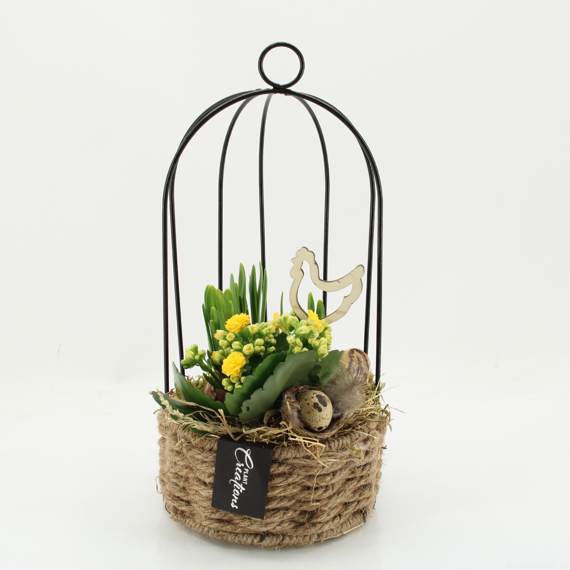 PNCR-2604 Paas narcis creatie, D 16