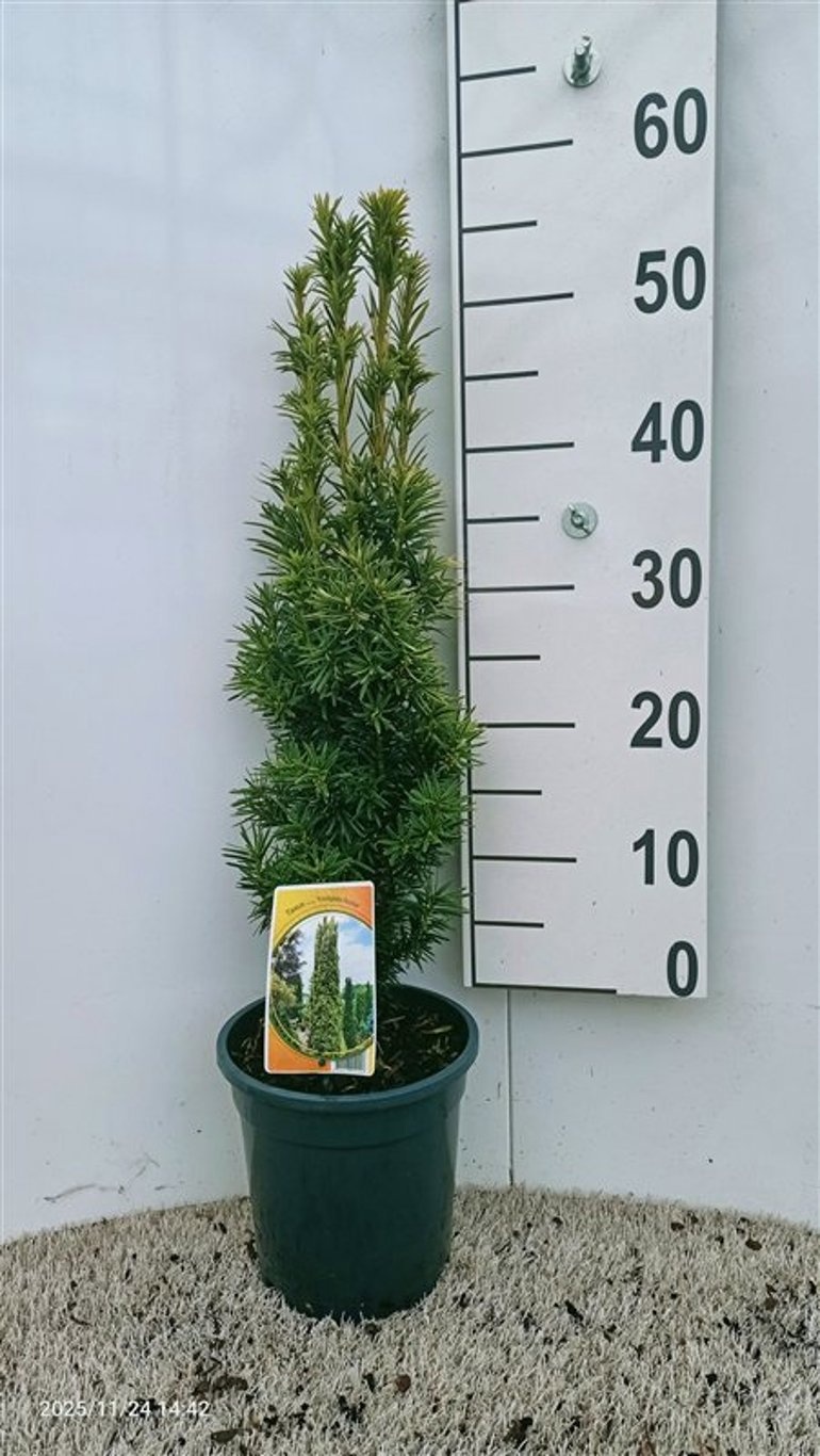 Taxus bacc. 'Fastigiata Aurea', D 19