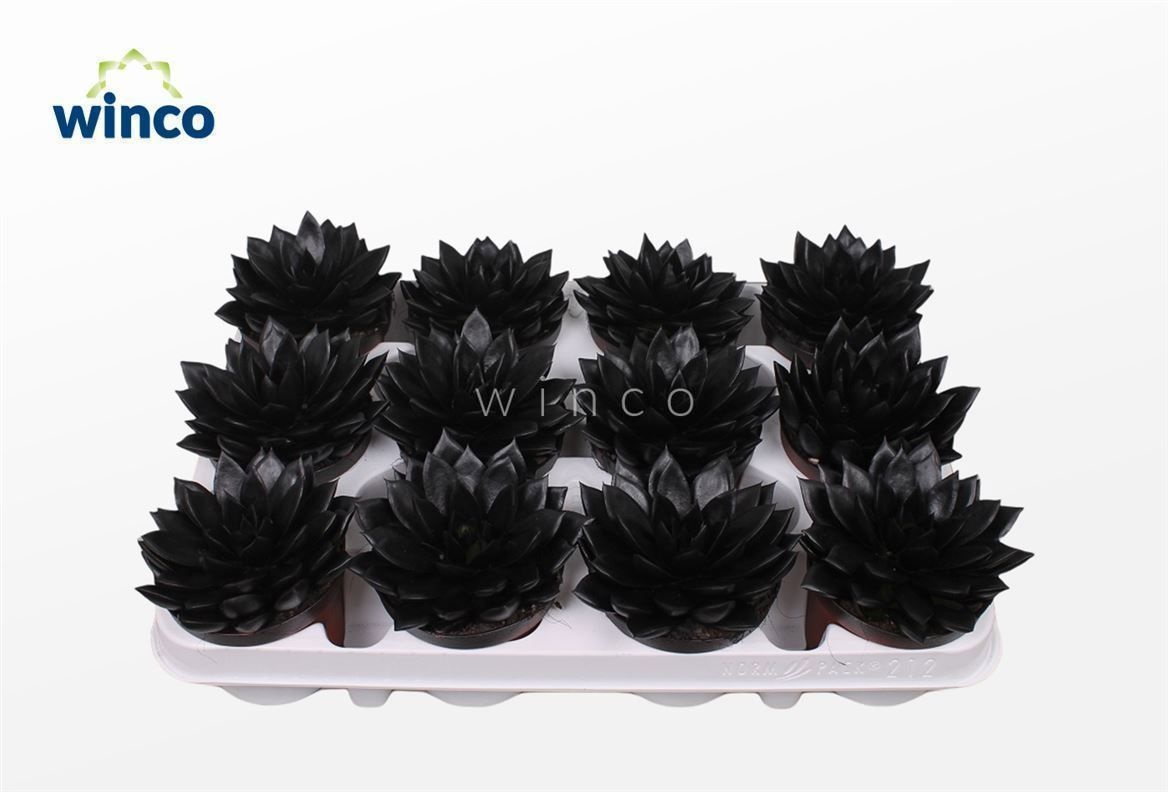 Echeveria Agavoides Paint Black, D 8,5