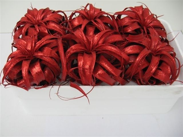 tillandsia xerographica rood met glitter, D 18 cm