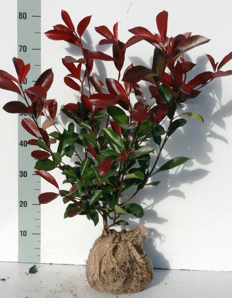 Photinia fras. Red Robin, D 23