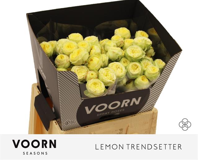 Роза куст. Лемон Трендсеттер 60, шт.