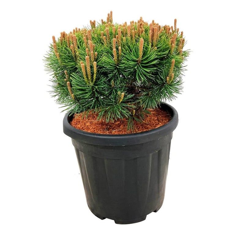 Pinus mugo 'Mops', D 32