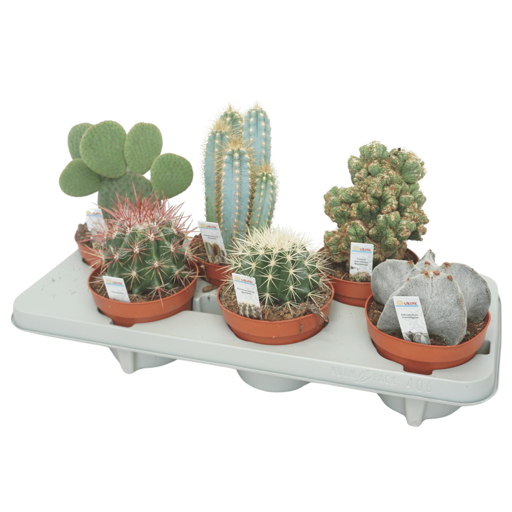 Cactus mix 13 cm met foto etiket, D 13