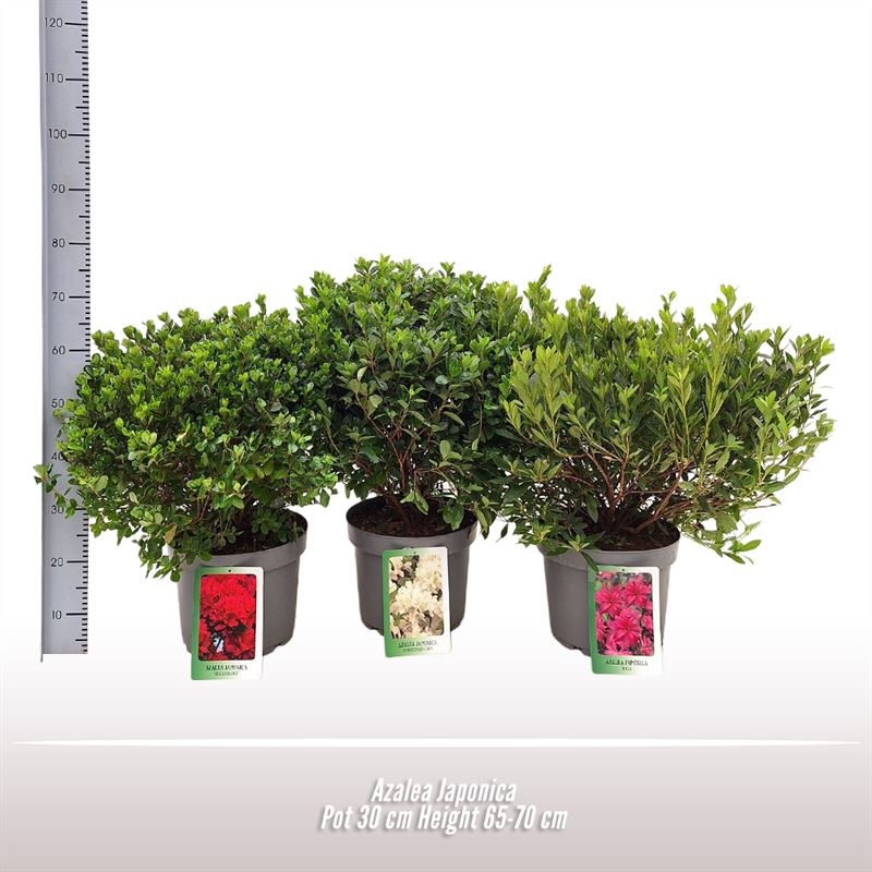 Azalea Japonica, D 30