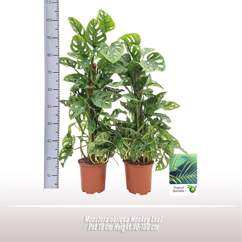 Monstera obliqua Monkey Leaf, D 19
