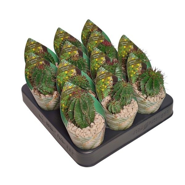 EUPHORBIA HORRIDA - POT Ø 6,5 WITH POTCOVER (SUCCULENTEN), D 6,5 cm