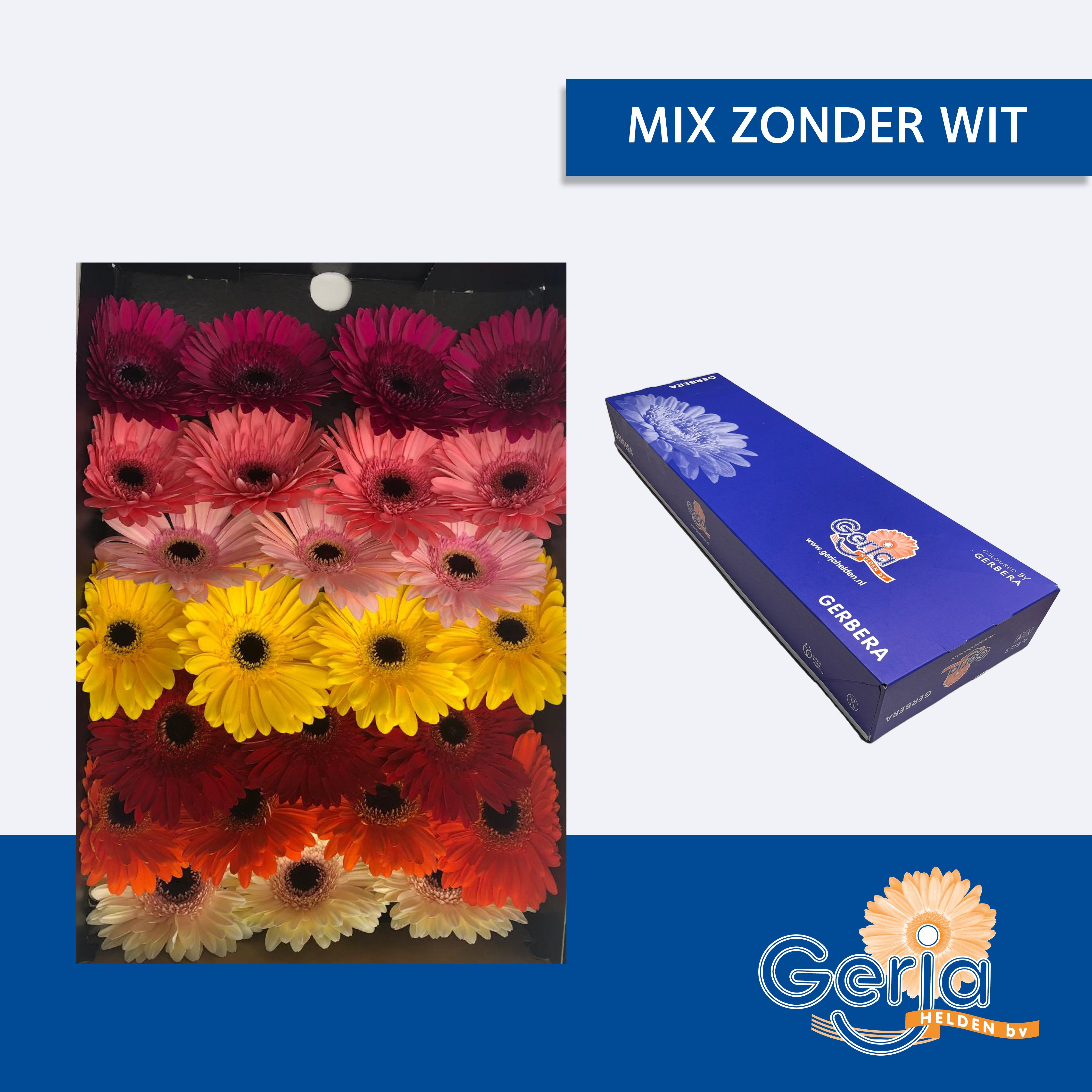 Гербера Микс в линию x50, шт.