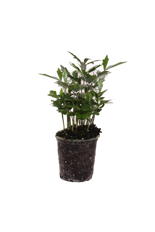 Dizygotheca p06 elegantissima Castor, D 6 cm