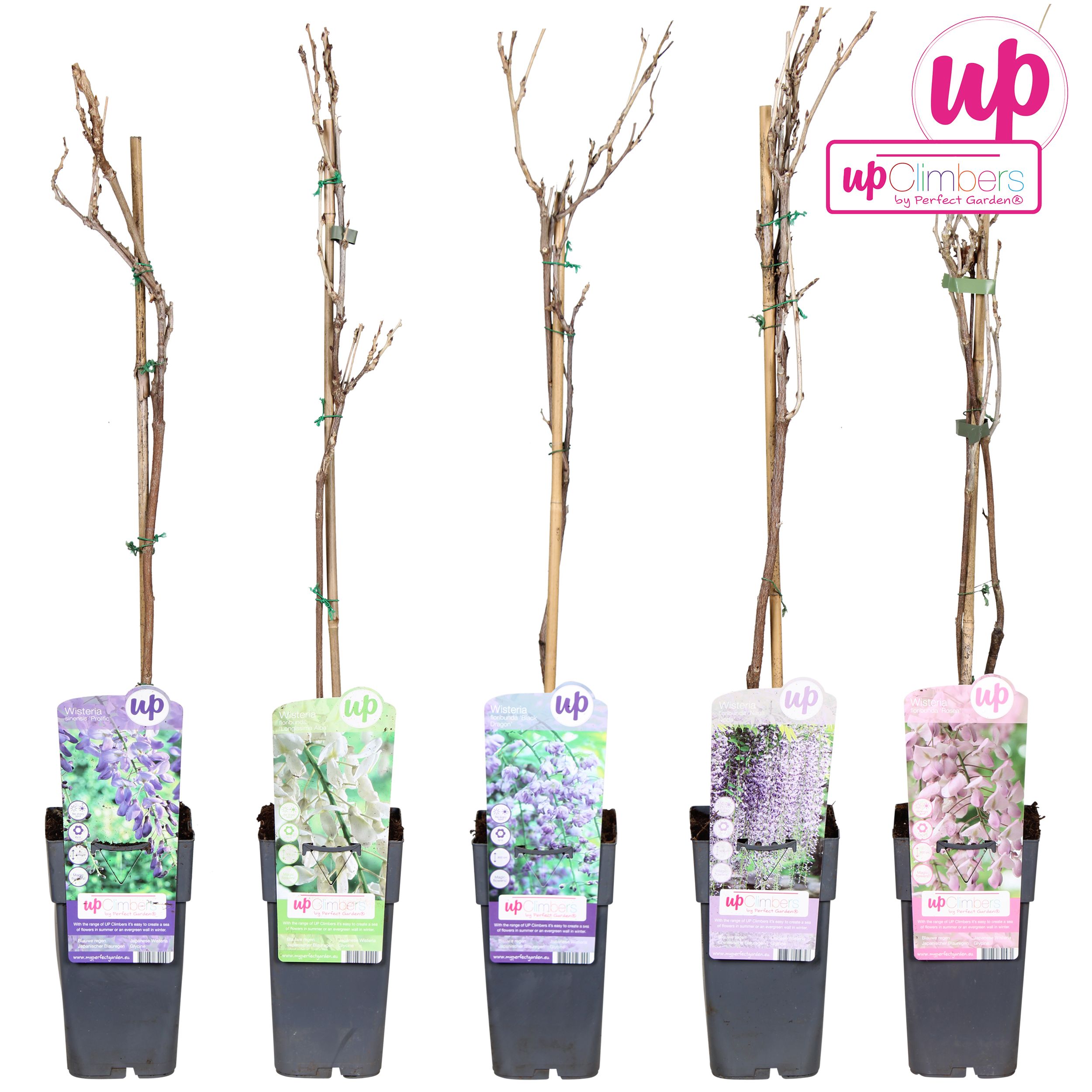 Wisteria mix laag P15, D 15 cm