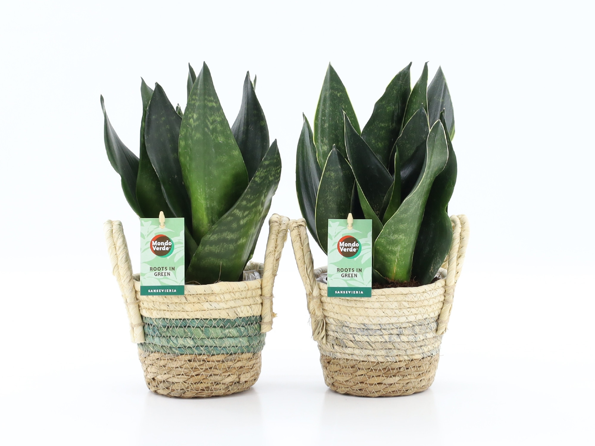 Sansevieria Black Diamond in Noah Stripe, D 14