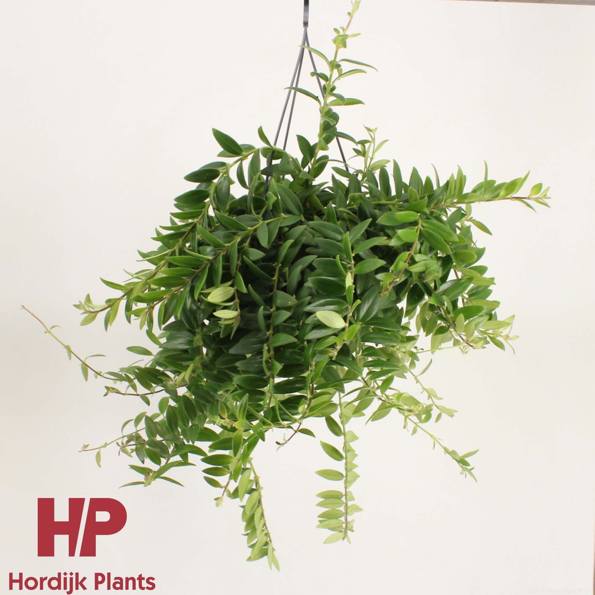 Aeschynanthus 'Caro Improved' - GROEN, D 15 cm