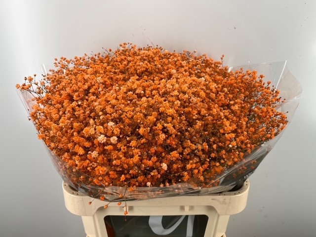 Гипсофила Овериг Крашеная (краш. ) 80, шт.