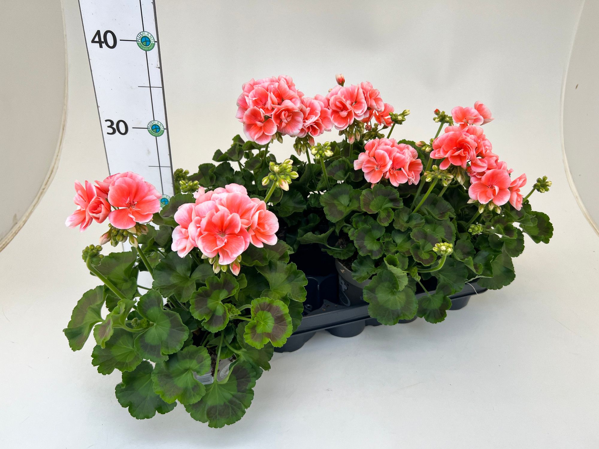 Pelargonium zonale salmon, D 13