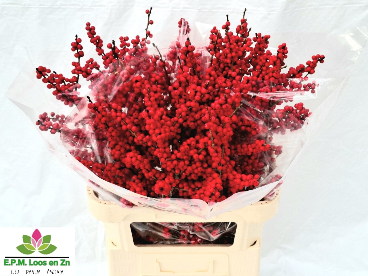 Илекс Красные ягоды 80, шт.