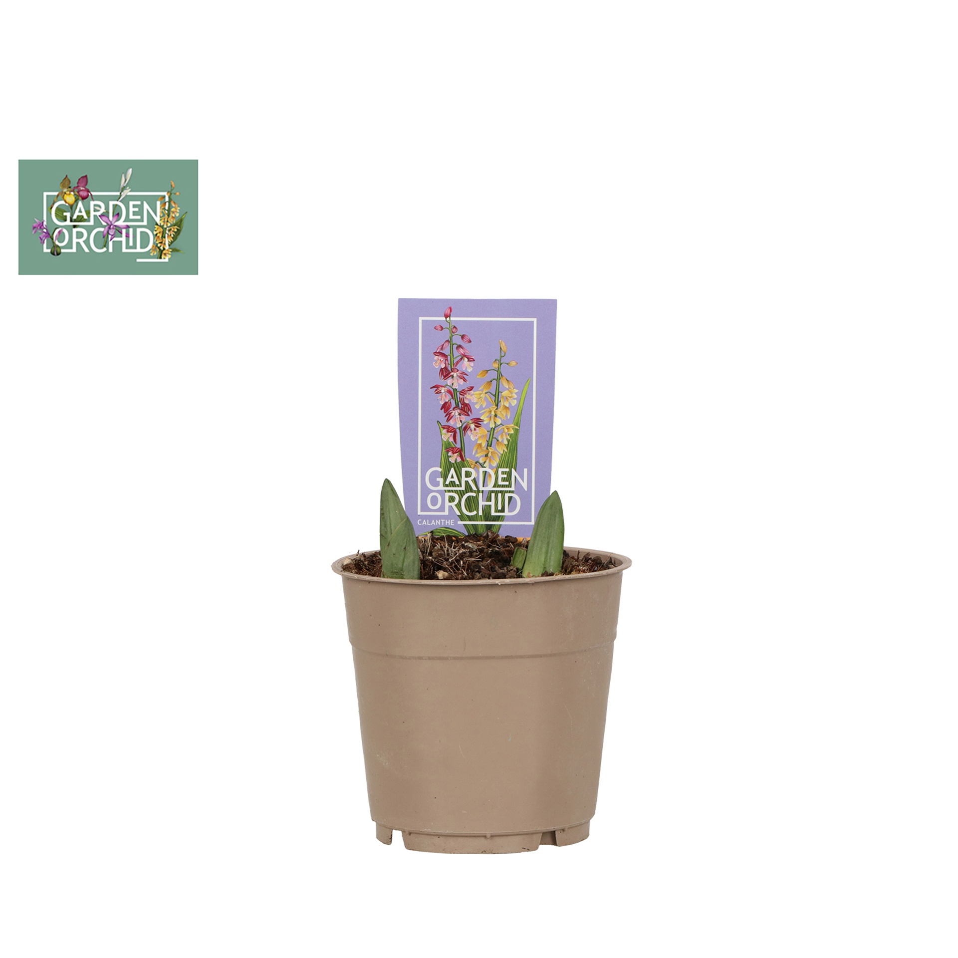 Garden Orchid Calanthe 2 Scheut, D 12