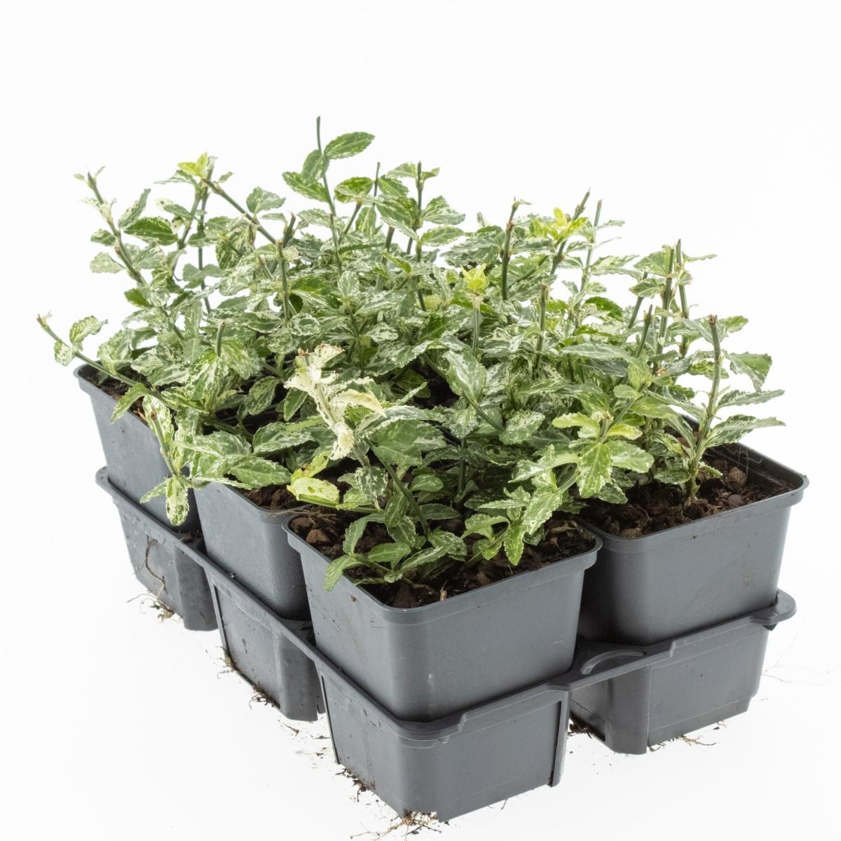 Euonymus fort. 'Harlequin', D 9