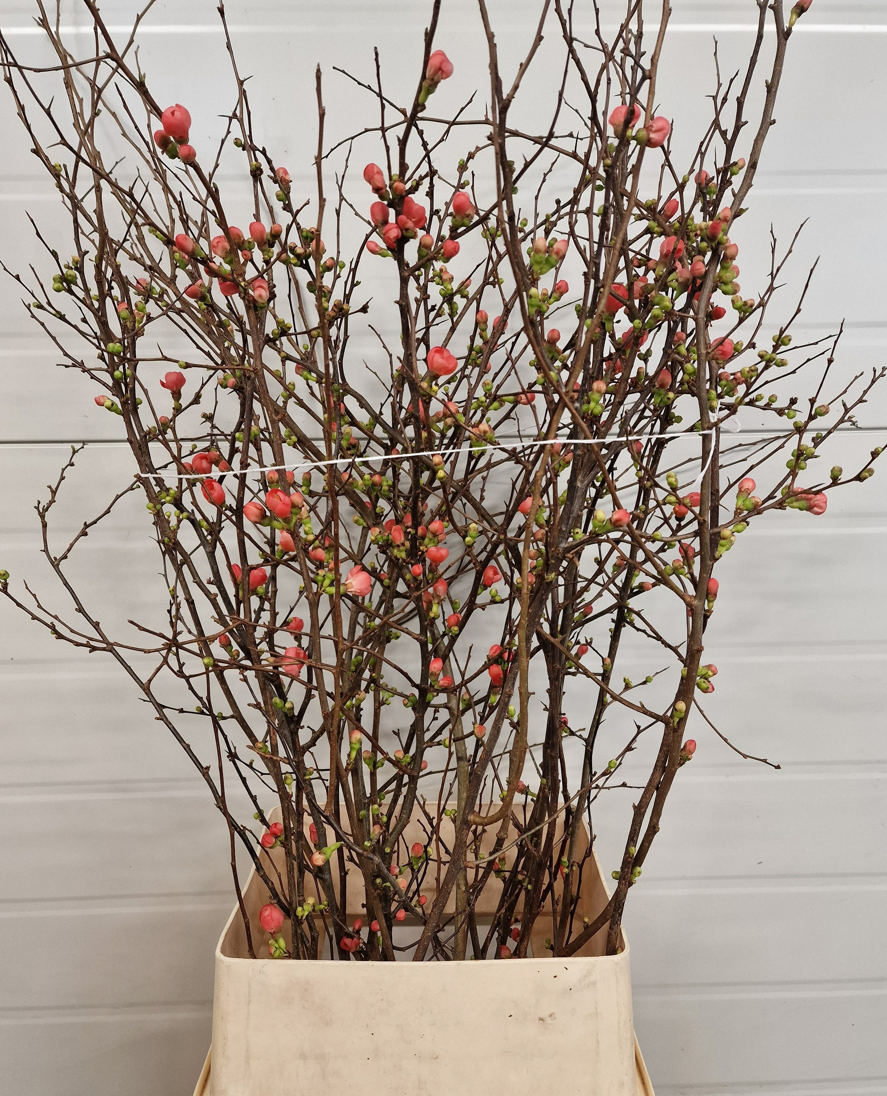 Хаеномелис Японика 110, шт.