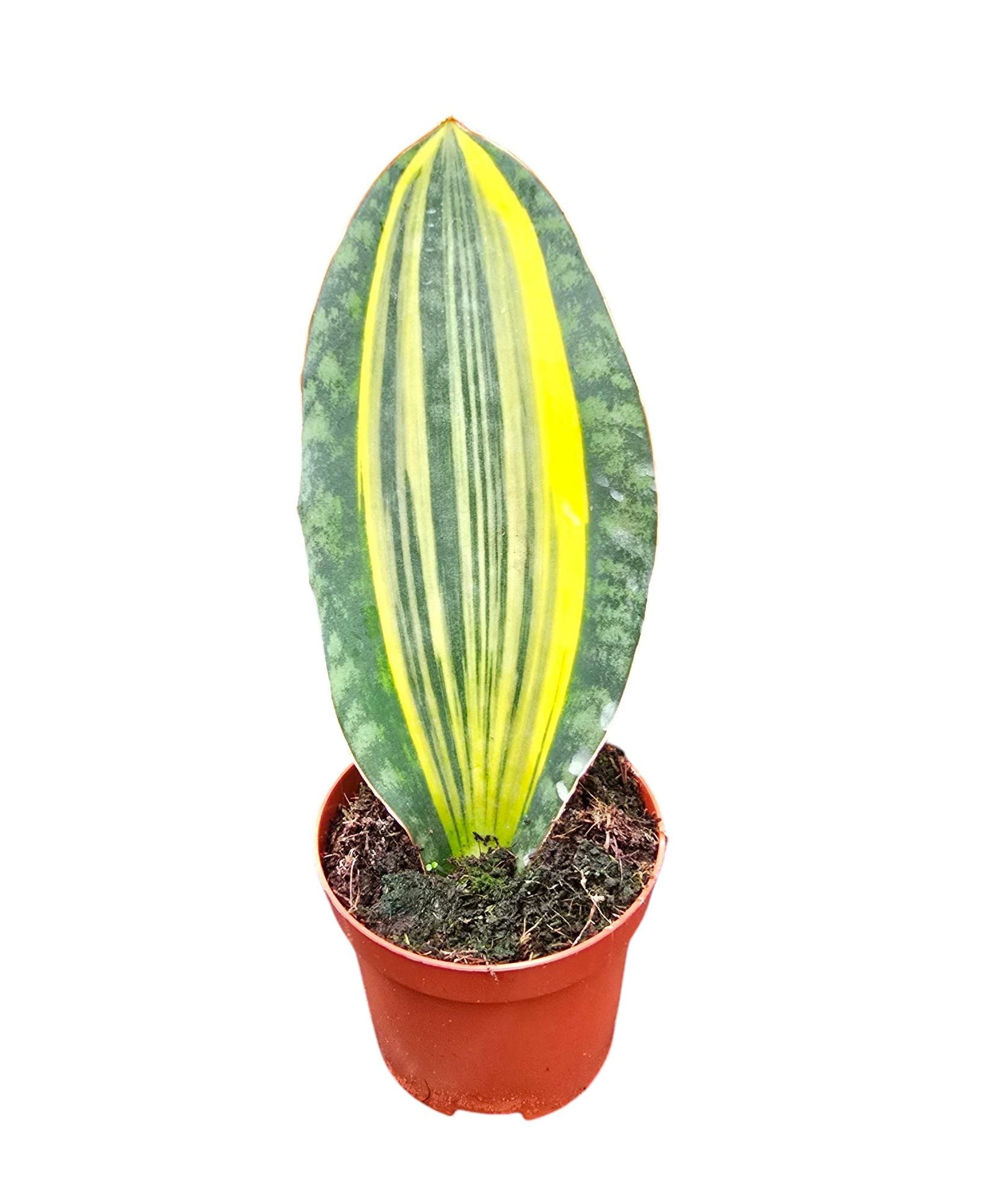 Sansevieria Masoniana Variegata, D 9 cm