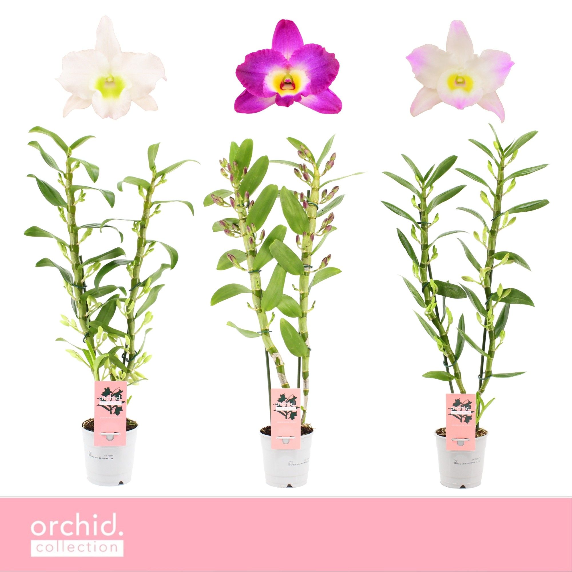 Dendrobium Nobilé, Mix 2-spike 65+ cm 'Orchid Collection', D 12