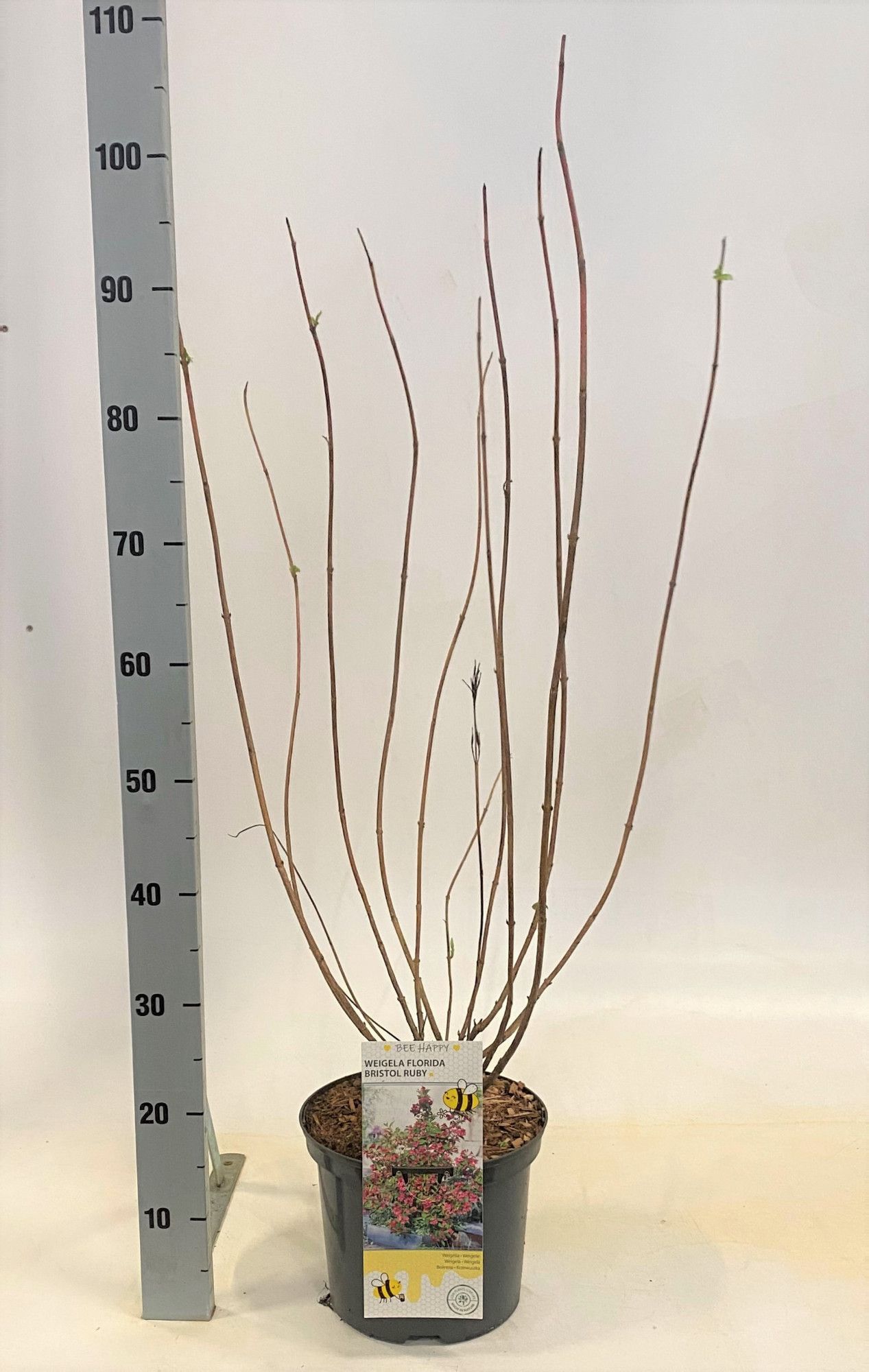 Weigela 'Bristol Ruby', D 23