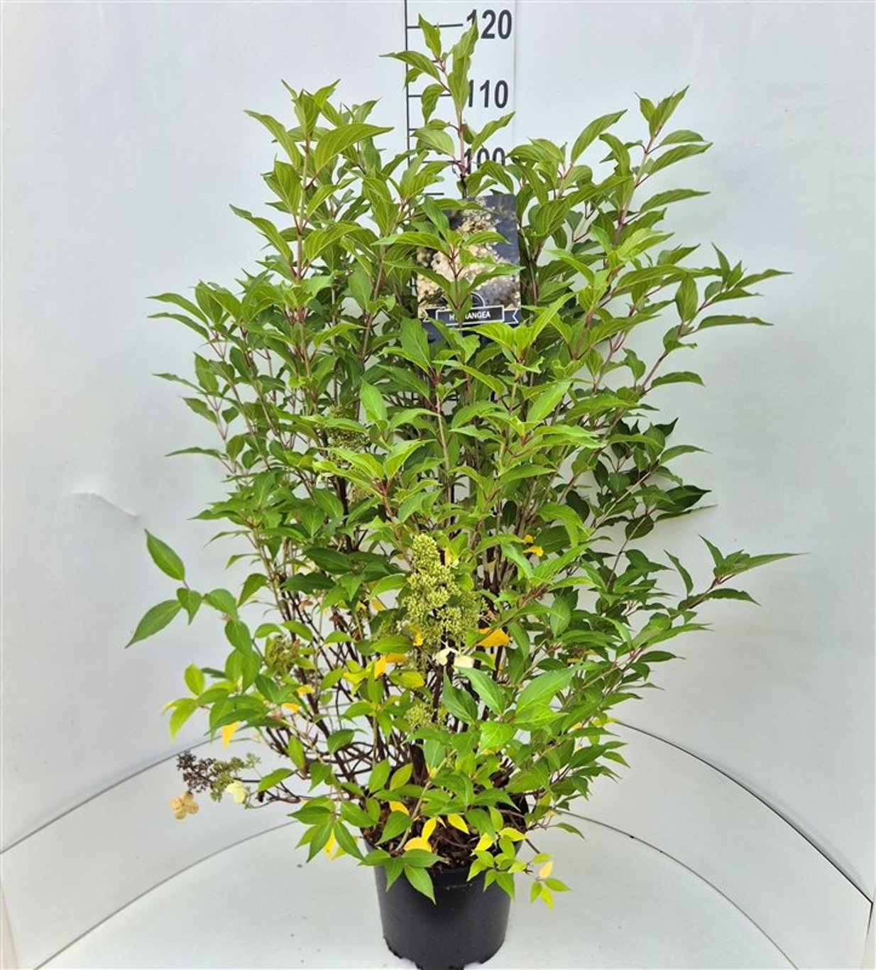 Hydrangea pan. 'Kyushu', D 28