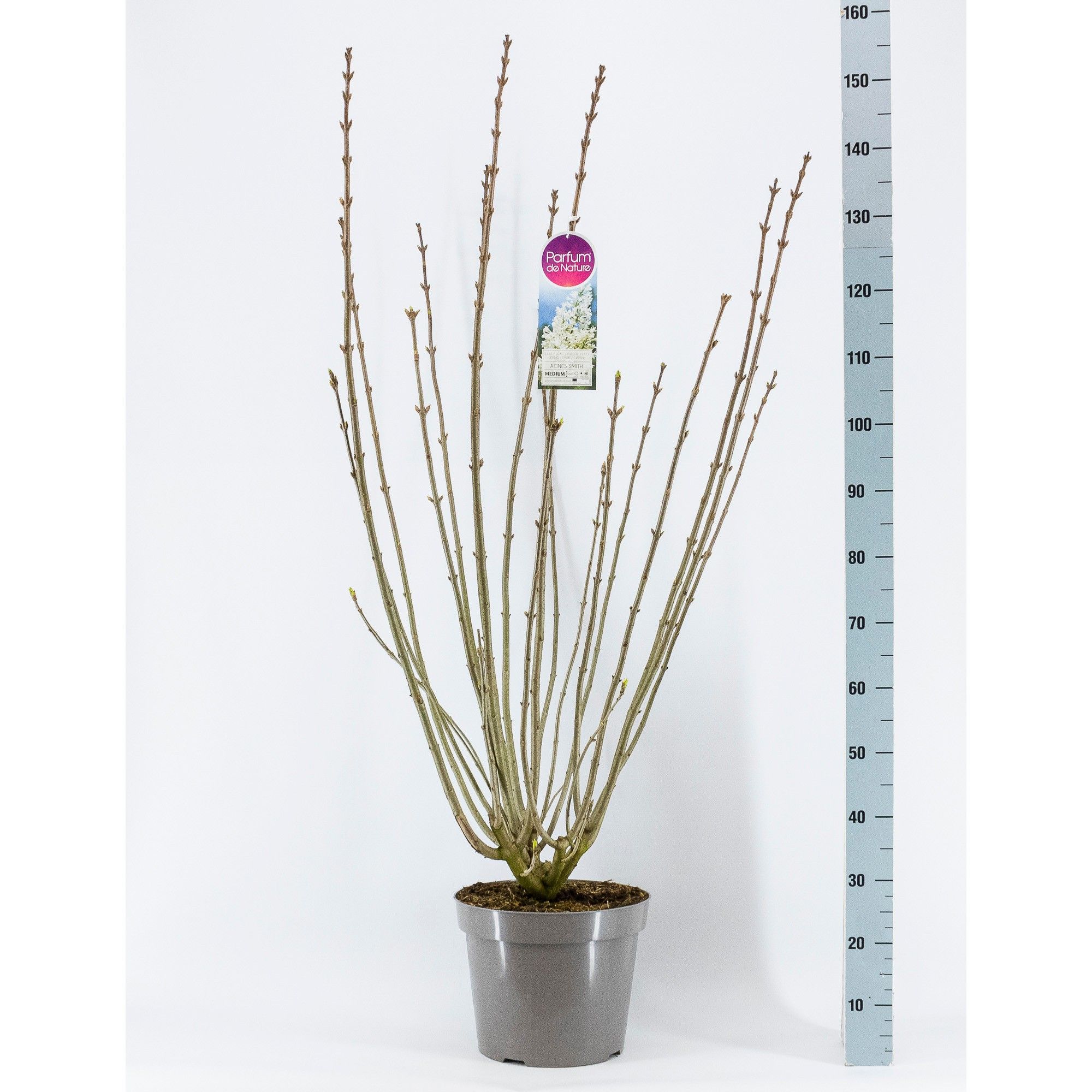 Syringa (V) Agnes Smit, 3-jarig, C15 Solitair, D 32