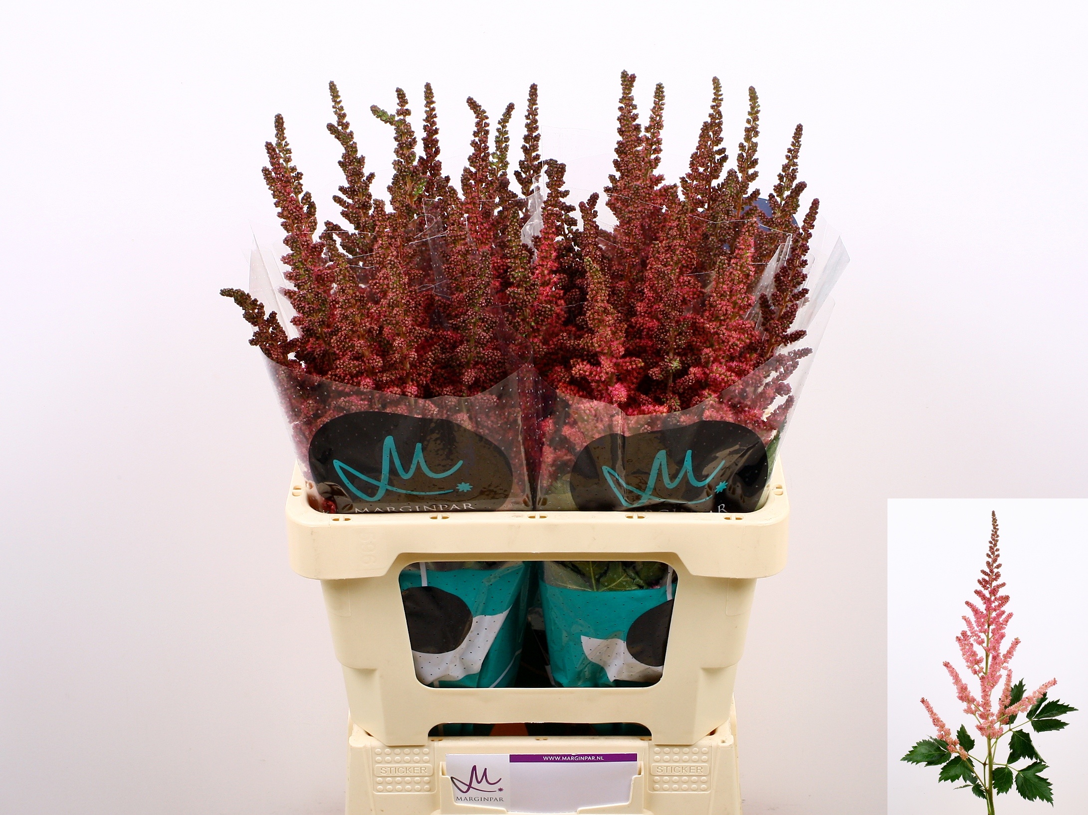 Астильба Вижн Ин Пинк 65, шт.