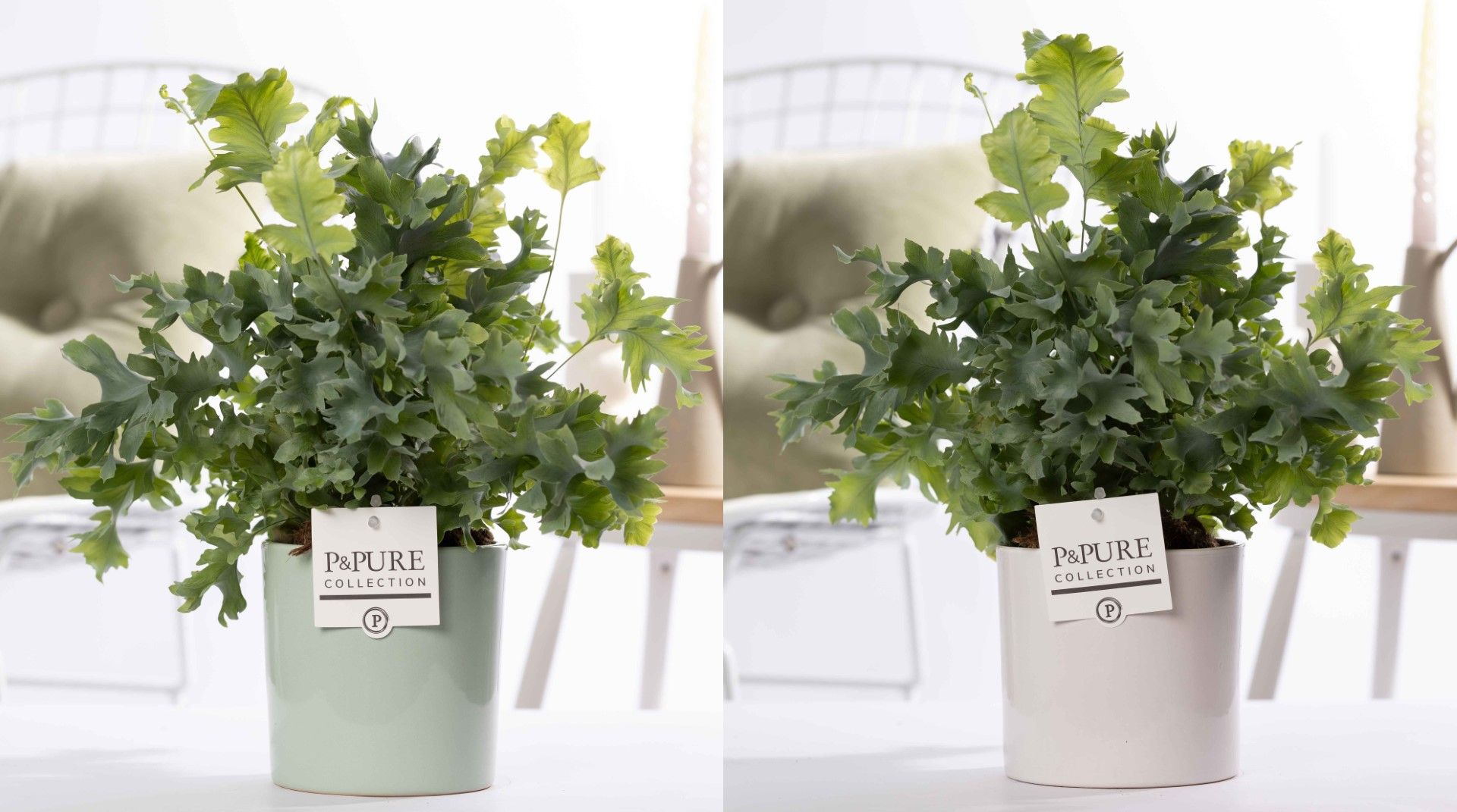 Phlebodium Davana in P&PURE Essential ceramics ass.2, D 12