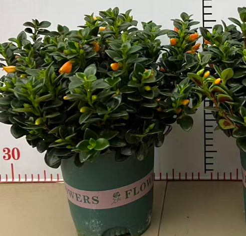 Пеперомия халф-галлон премиум голдфиш флауерс 14 30