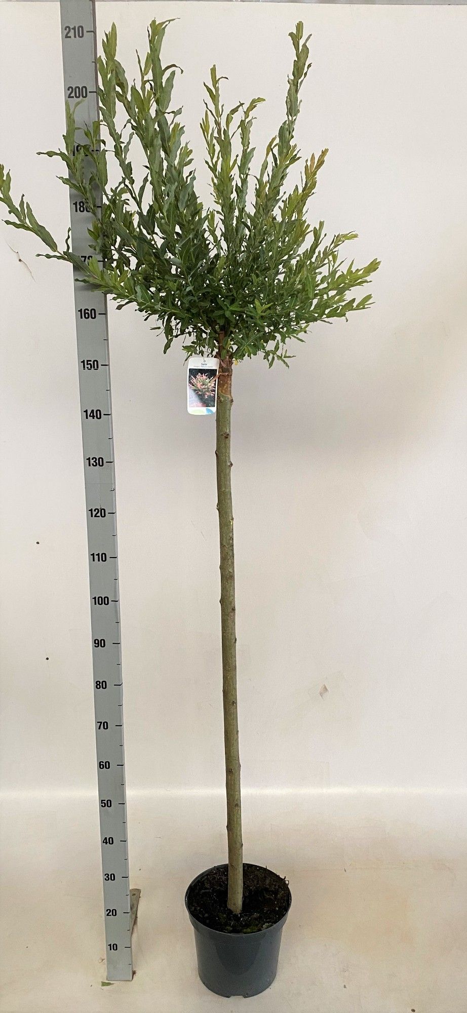 Salix integra 'Hakuro Nishiki', D 26 cm