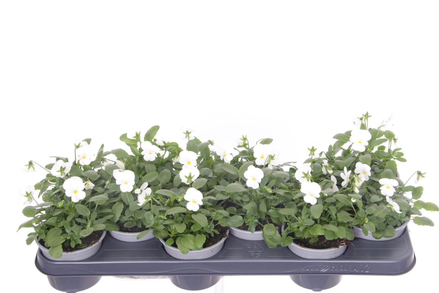 Viola cornuta Deltini True White, D 11 cm