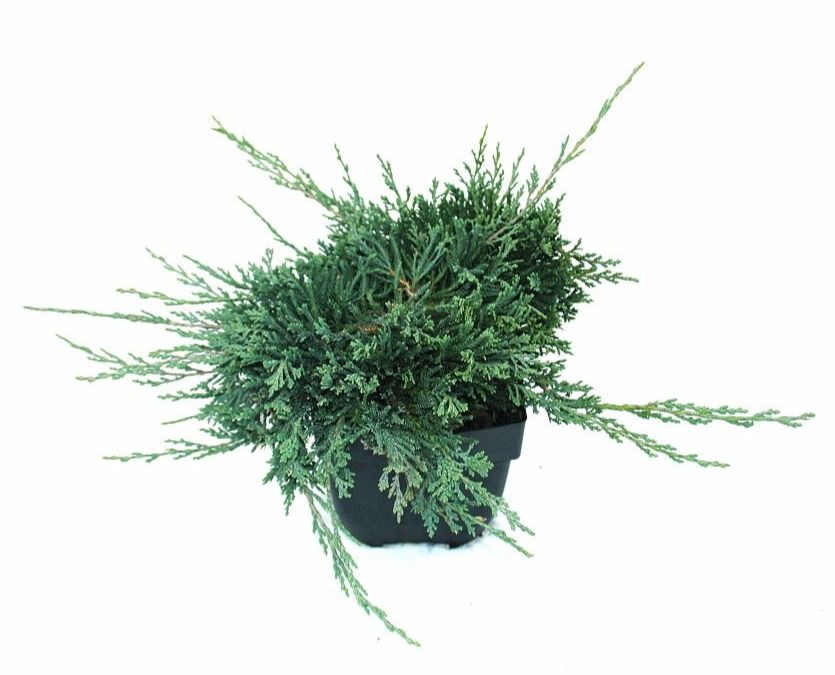 Juniperus horizontalis 'Wiltonii' P17, D 17