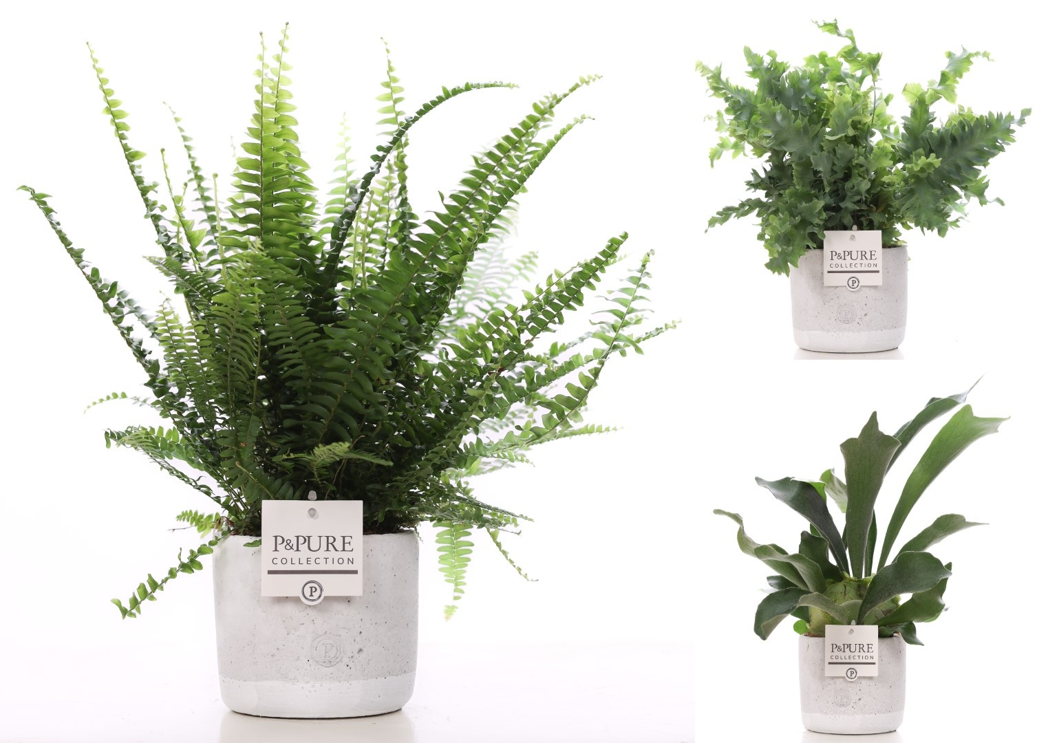 Varenmix in pure Jade 4, D 12