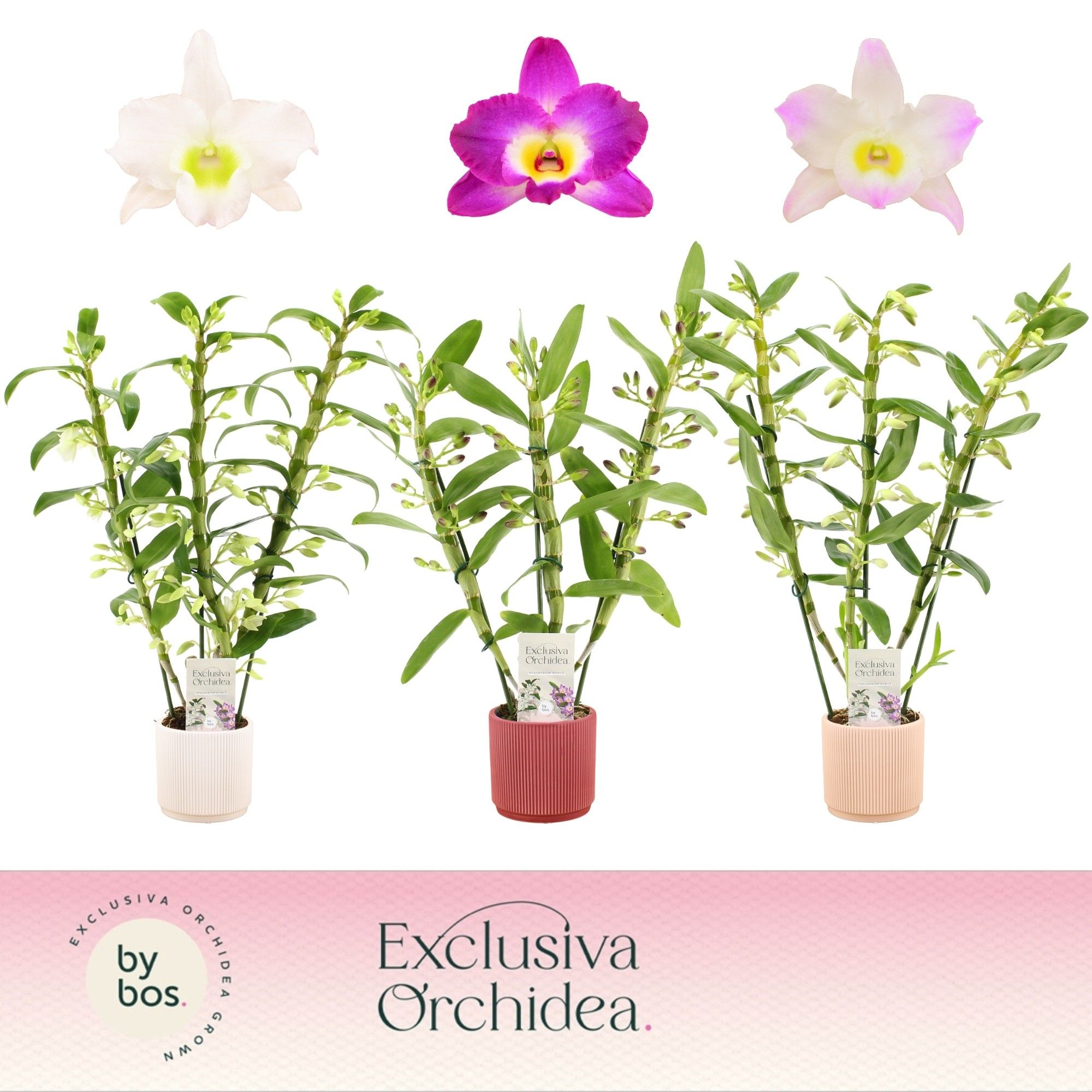 Dendrobium Nobilé, Mix 3-spike in Horizon Ribble 'Exclusiva Orchidea', D 12