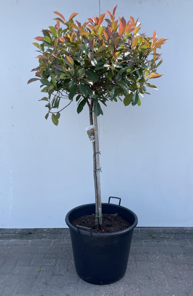 Photinia fraseri 'Red Robin', D 65