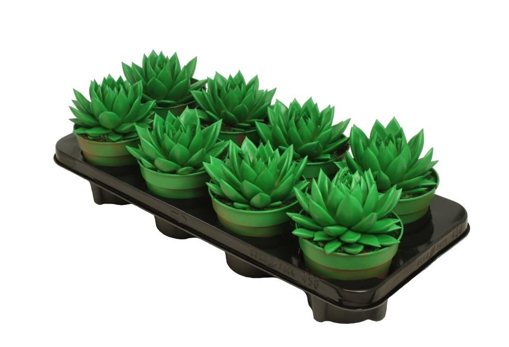 Miranda coloured green, D 12 cm