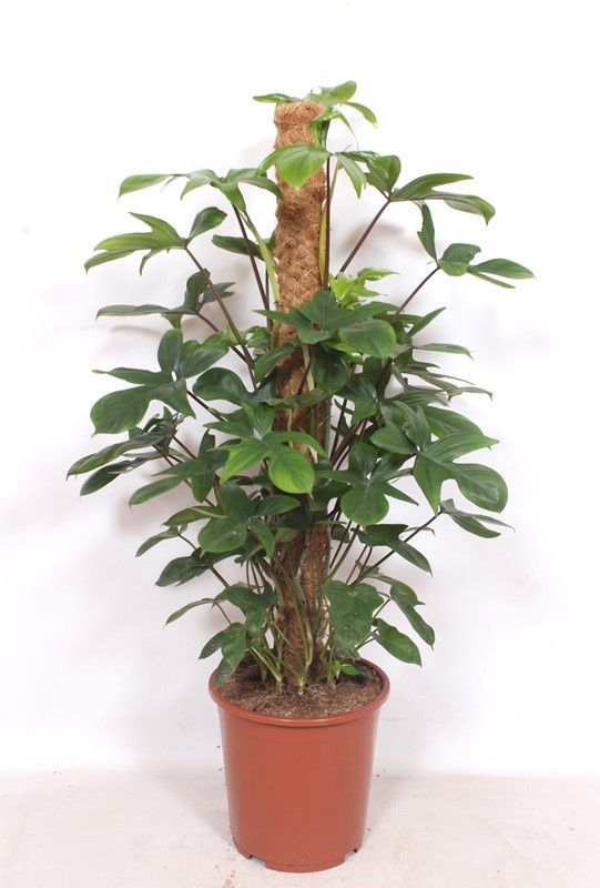 Philodendron pedatum, D 27