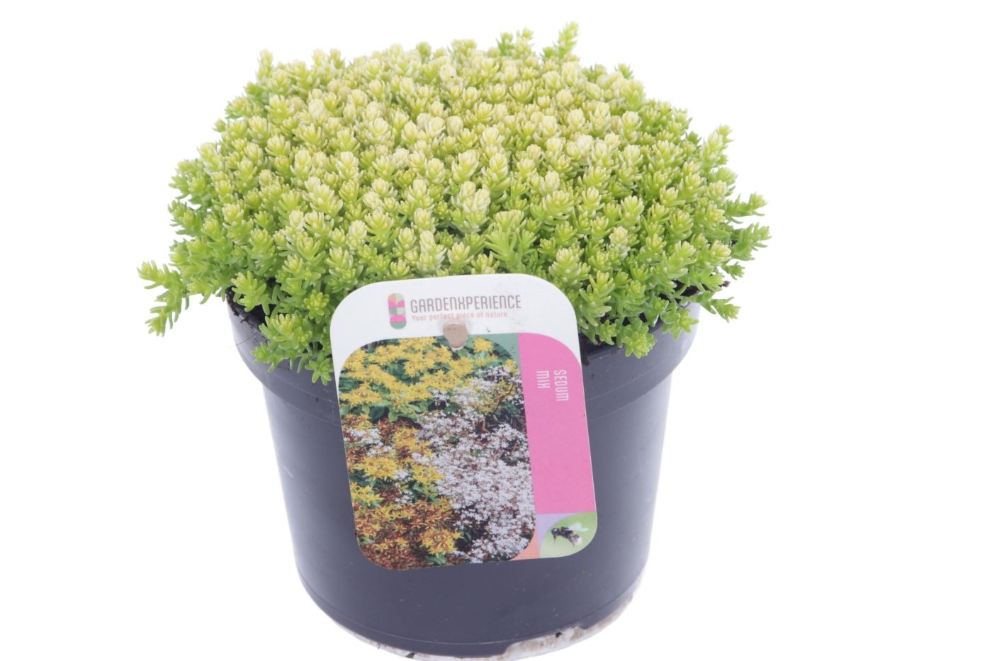 Sedum acre, D 13 cm