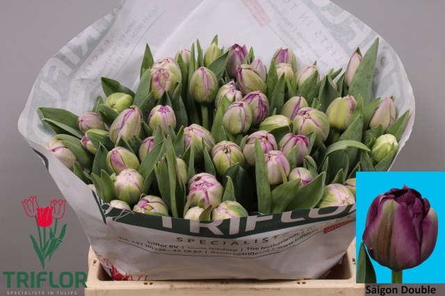 Тюльпан дв. Сайгон Дабл, шт.