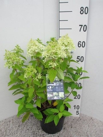 Hydrangea pan. Little Spooky 25-30 cm P23, D 23 cm