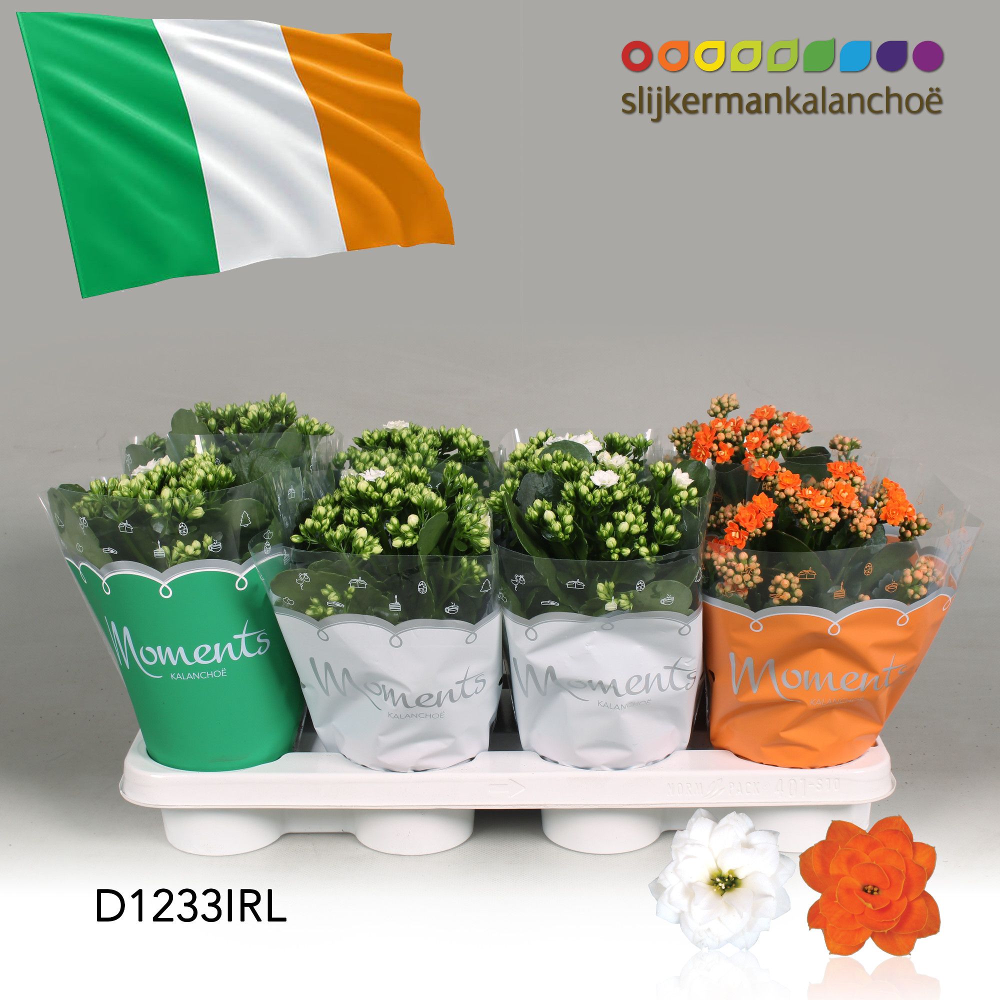Kalanchoe Moments - Ireland flag, D 12