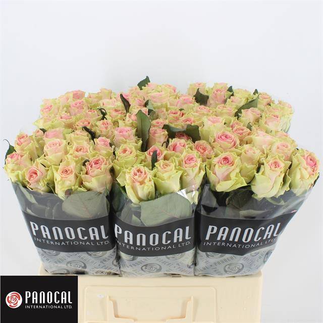 Роза од. Топ Гир! 60, шт.