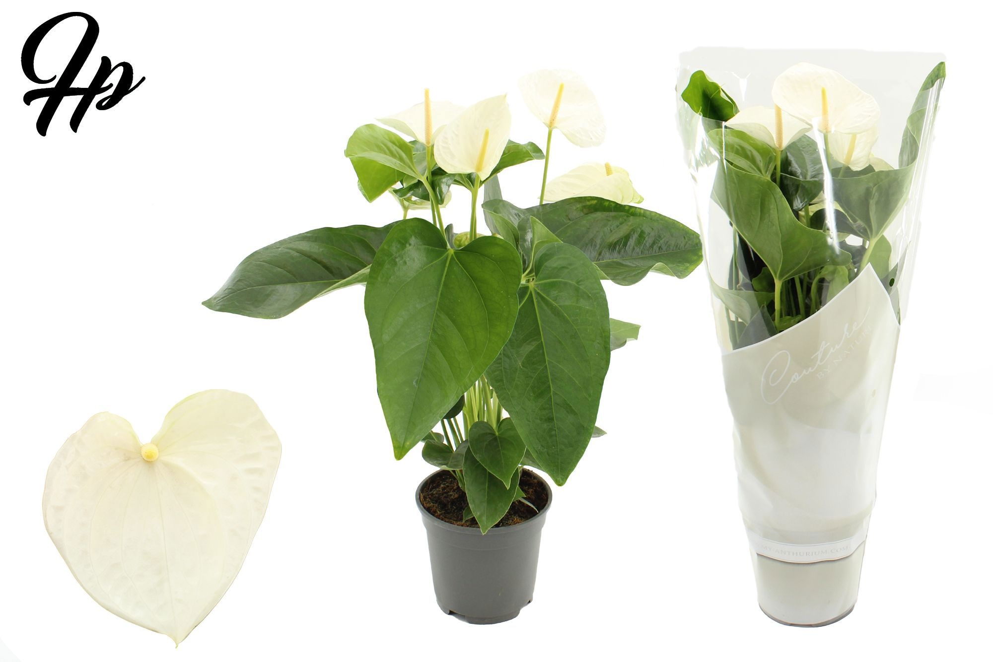 Anthurium 17 cm Alaska in Couture sleeve, D 17