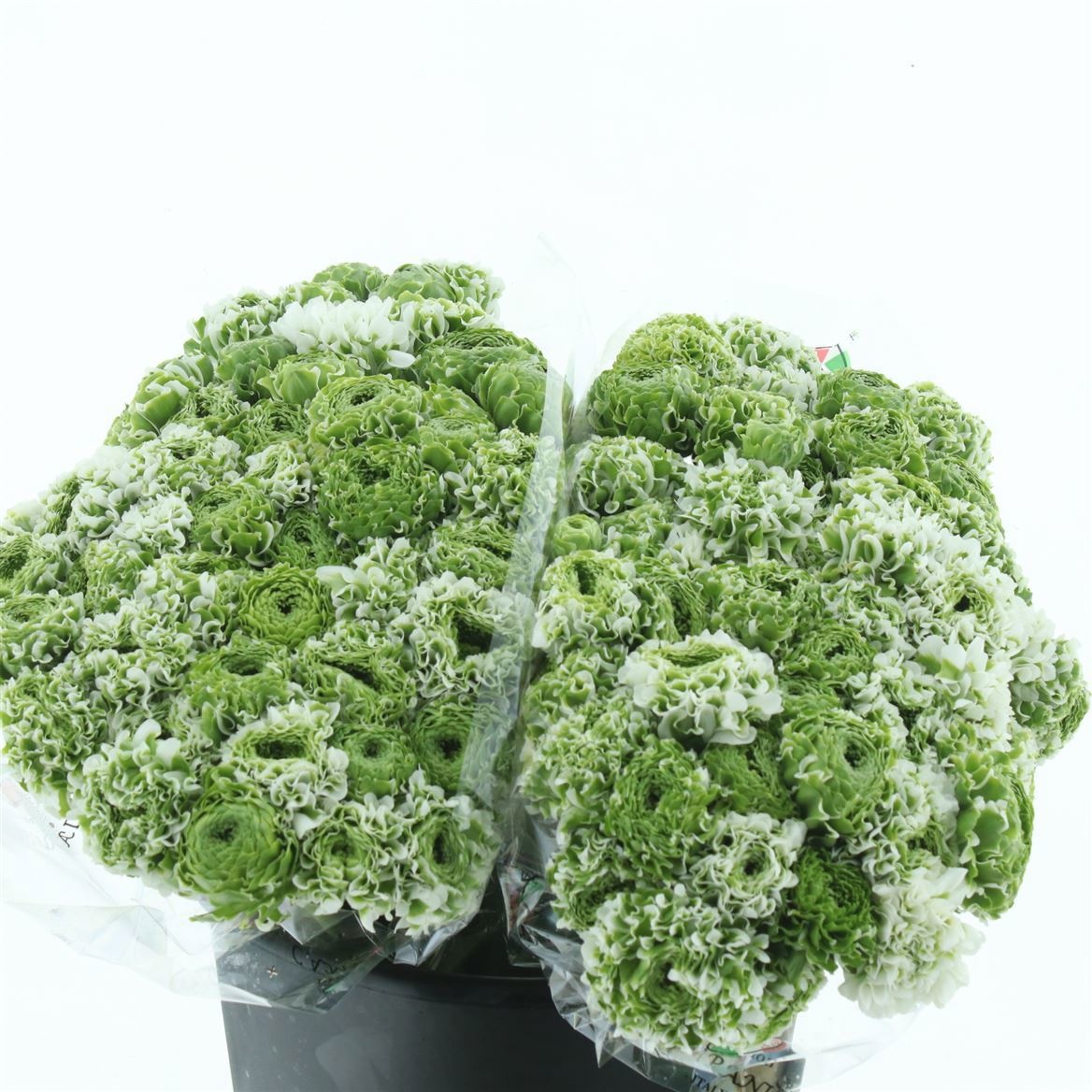 Ранункулус Пон Пон Иглу 45, шт.