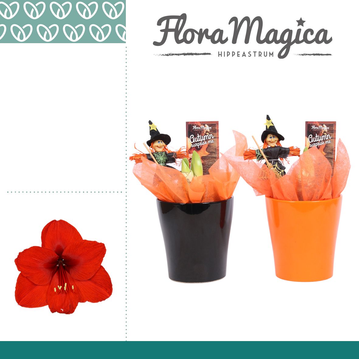 Amaryllis Rood 2 Knop in Amy HALLOWEEN, D 12 cm