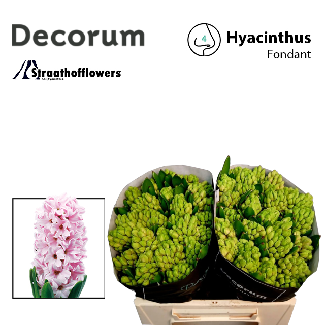 Гиацинт Фондант (роз.), шт.