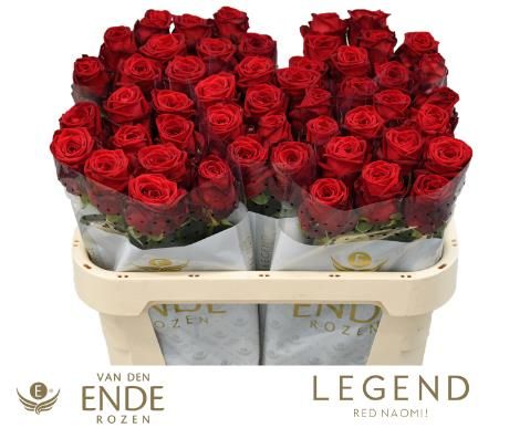 Роза од. Рэд Наоми 70, шт.